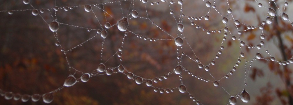 Cronache dell'estinzione